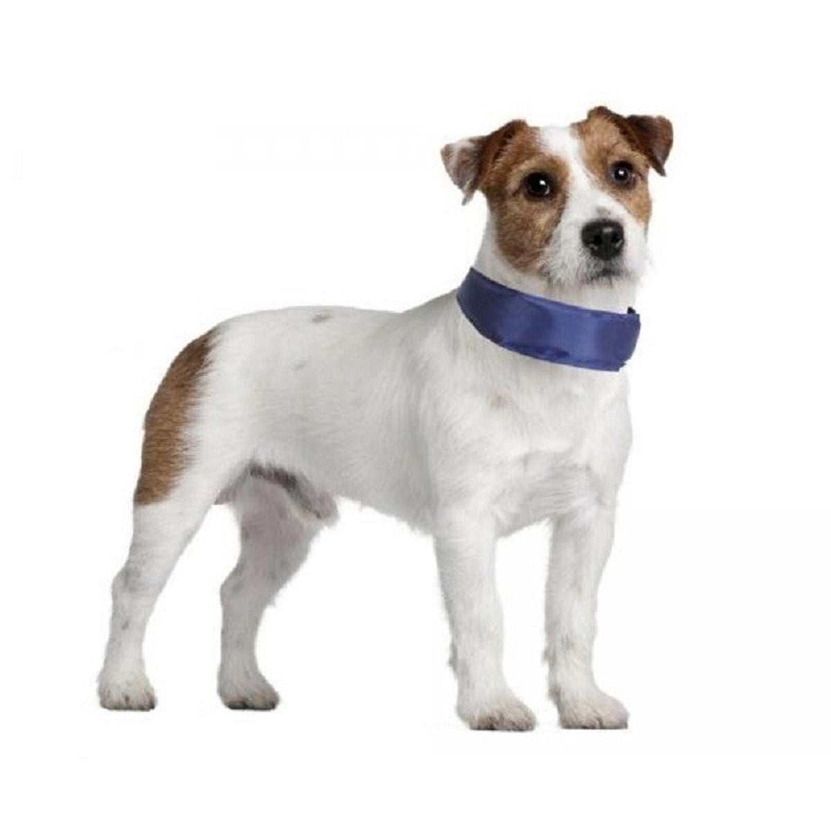 Collare Refrigerante per Cani – Freschezza e Comfort nelle Giornate Calde – immagine prodotto 9