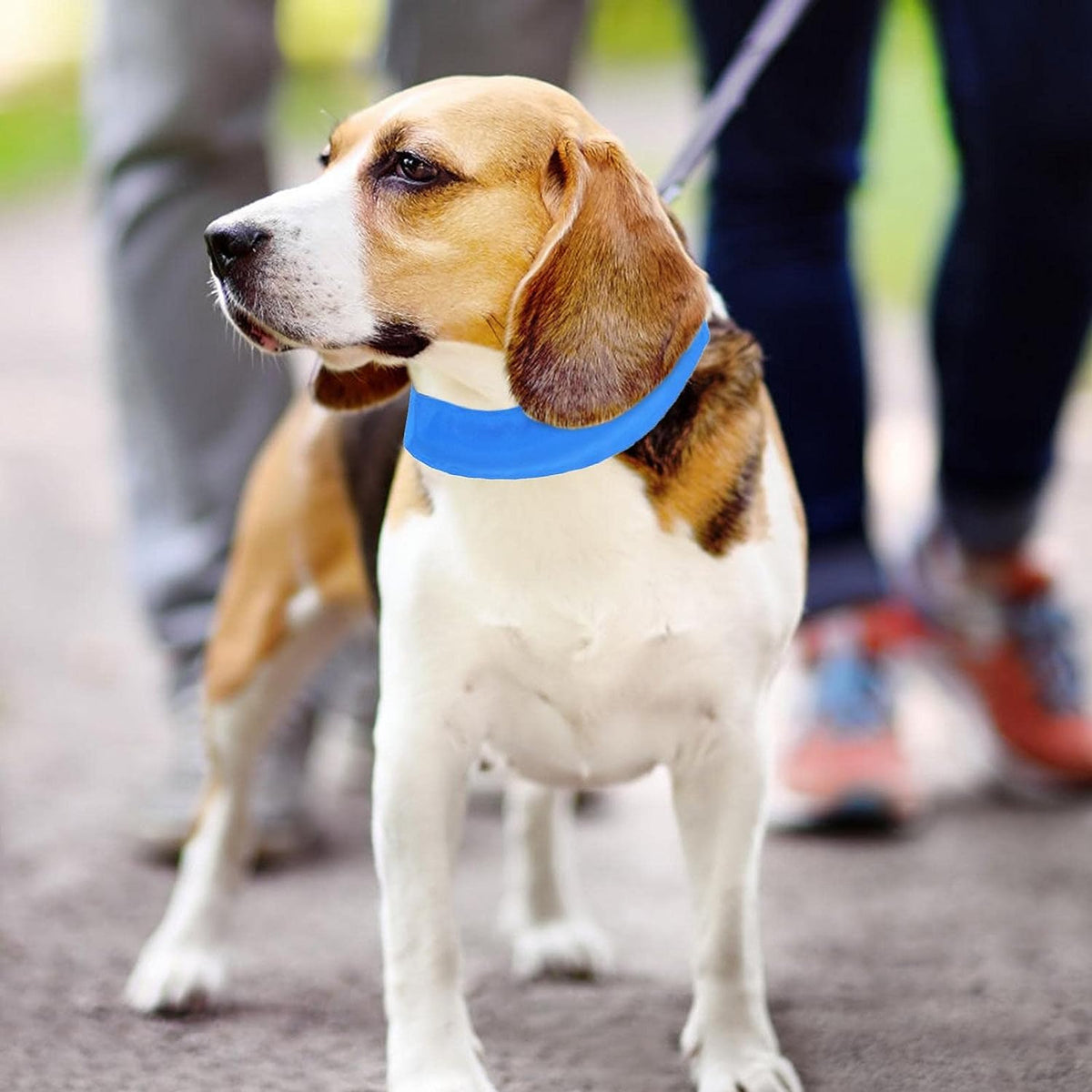 Collare Refrigerante per Cani – Freschezza e Comfort nelle Giornate Calde – immagine prodotto 6