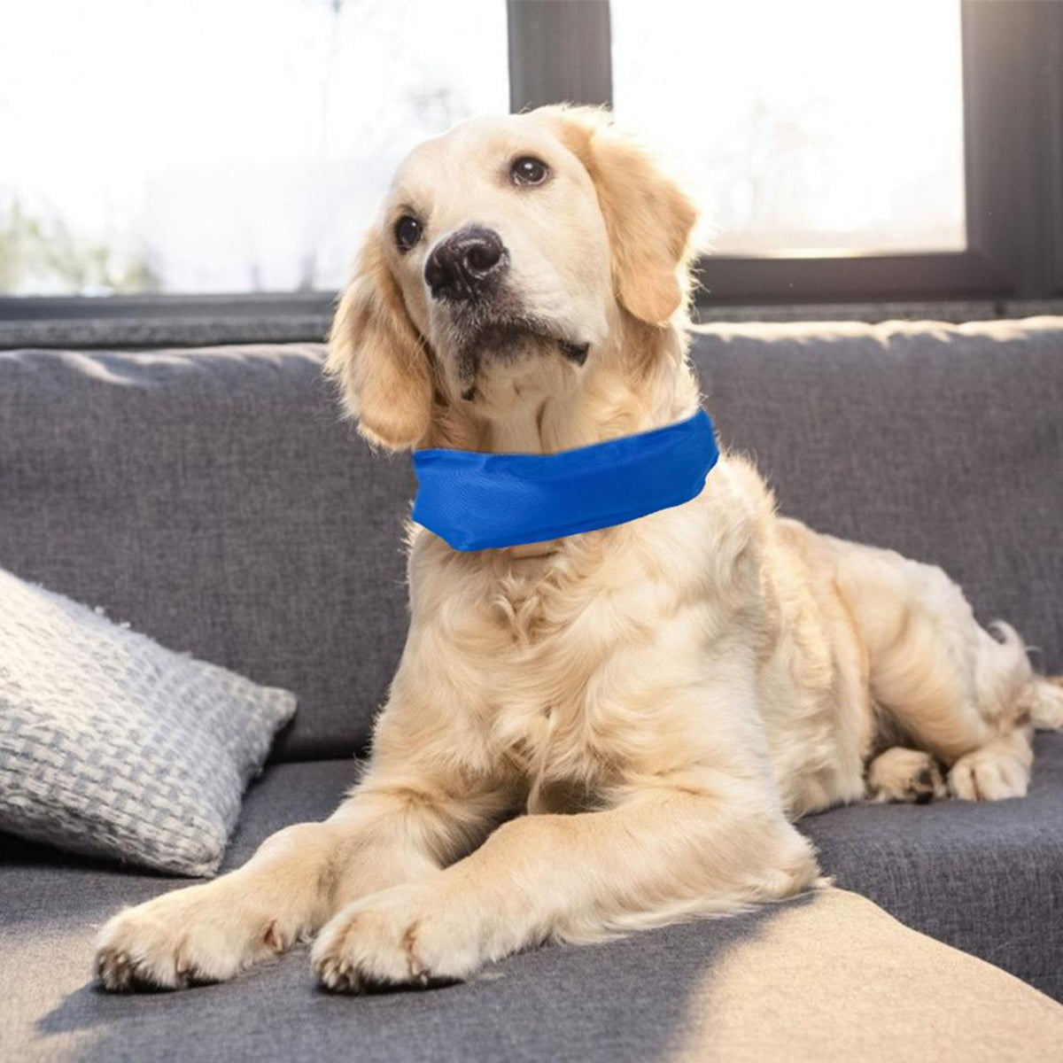Collare Refrigerante per Cani – Freschezza e Comfort nelle Giornate Calde – immagine prodotto 3